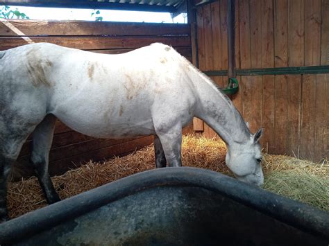 Les Diff Rentes Robes Du Cheval Page Sur Allo Yaya