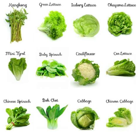 10 Examples Of Leafy Vegetables - Printable Templates Free