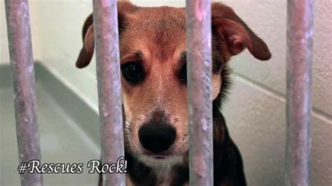 38 Best Images Dog Humane Society Toronto / Toronto Humane Society- Shelter & Rescue Dogs Rock ...