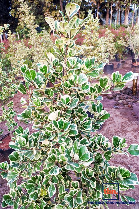 Ficus Triangularis Variegata The Backyard Nurseries