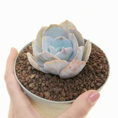 Echeveria Gila E Gigantea X E Laui 14 Cm Crassulaceae