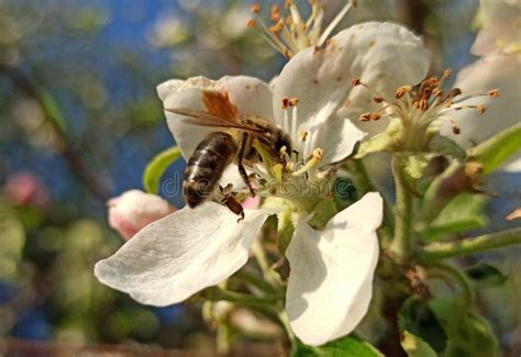 Honey Bee Collects Nectar And Pollen From A Flower Of An Apple Tree