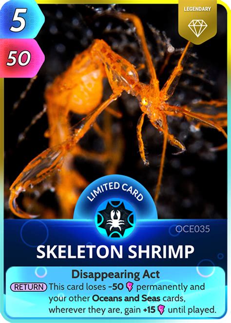 Skeleton Shrimp