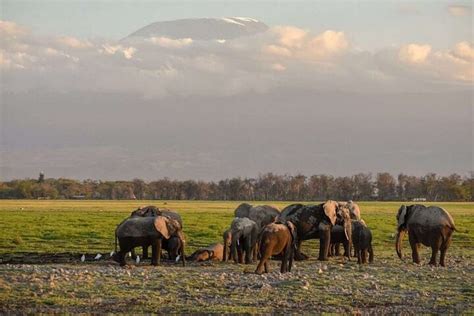 Nairobi Excursion d une journée au parc national Amboseli 2024