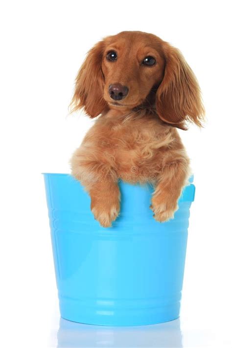 Funny Dachshund Stock Photo Image Of White Isolated 9174676
