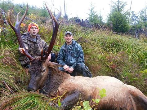 Roosevelt Bull Elk