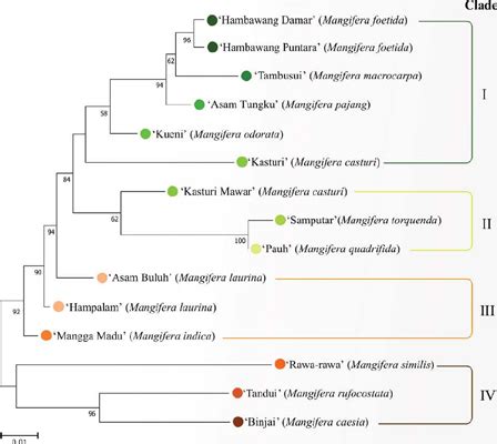 Scielo Brasil Genetic Diversity And Relationship Of Mango And Its