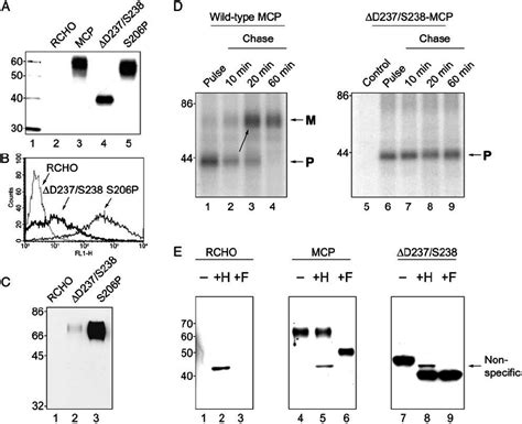 A Western Blot Of Cho Cell Lysates Probed With A Rabbit Polyclonal