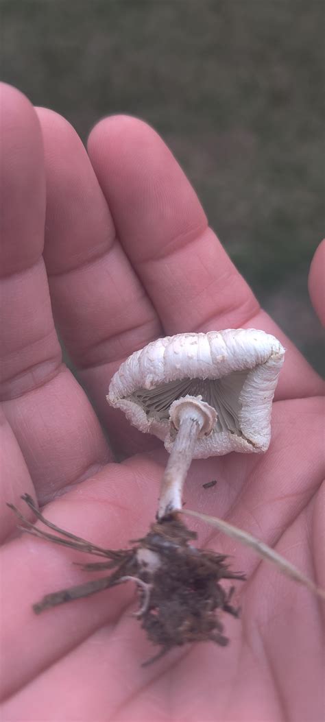 Need help with identification : r/mycology