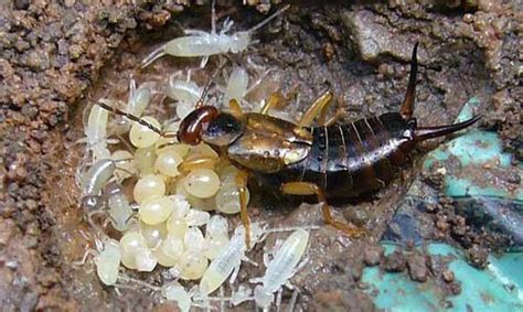 European earwig - Forficula auricularia Linnaeus