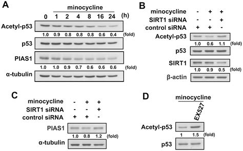 Sirt Activation By Minocycline On Regulation Of Microglial