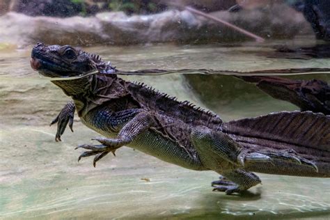 Sailfin Lizard Facts Critterfacts