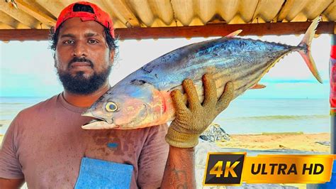 Huge Tuna Fish Cutting Skill By Expert Fish Cutter Fastest Skipjack