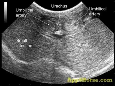 Ultrasound Imaging and Horse Health - Mobile Veterinary Services