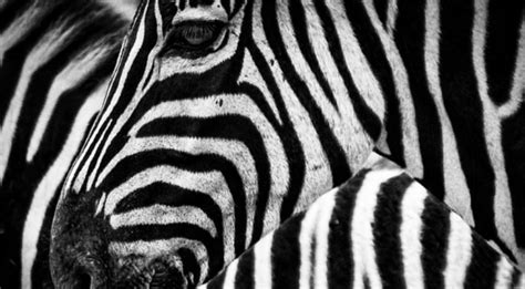 On Biology Why Do Zebras Have Stripes