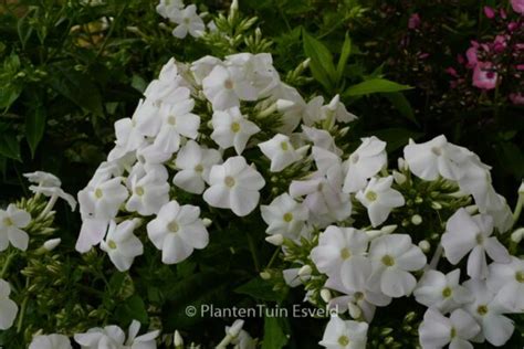 Phlox Paniculata ‘white Admiral Esveld Shop