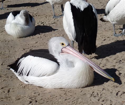 Free Images Nature Bird Wing White Pelican Seabird Wildlife