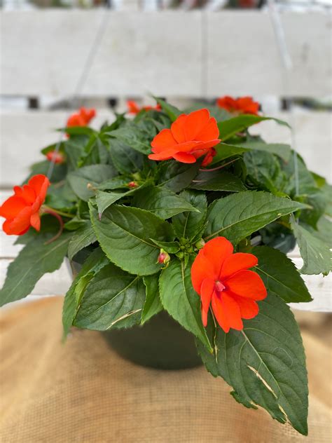 Sunpatiens Compact Electric Orange 10 Hanging Basket Deneweths