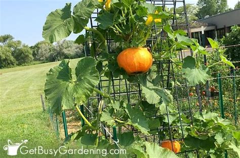 How To Trellis Squash For Growing Vertically Get Busy Gardening