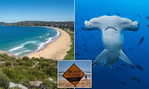 Hammerhead shark sighting close Sydney Palm Beach closed after shark