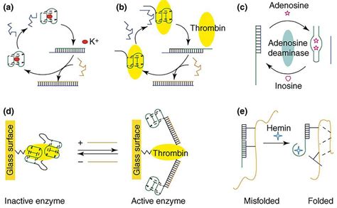 Dna Structure Creative Biostructure