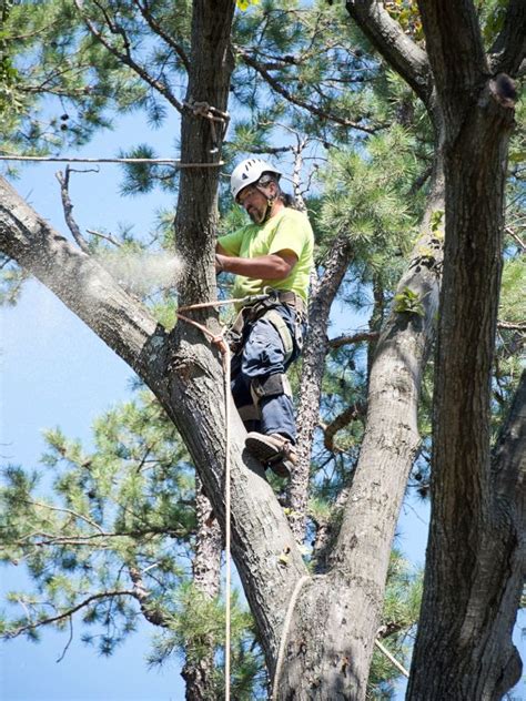 Tree Trimming San Marcos, TX | Professional & Certified Service 