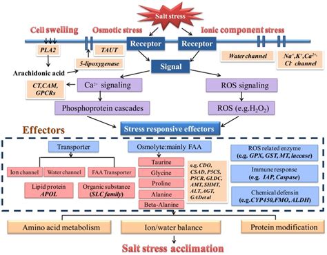 The Map Describes Salt Stress Related Signal Transduction Effectors