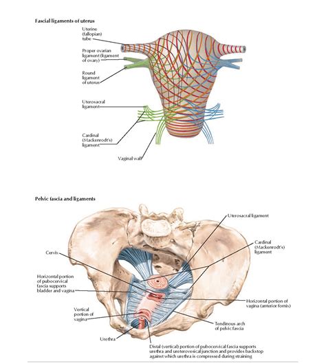 Uterus Fascial Ligaments Anatomy Pediagenosis