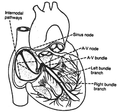 Sinoatrial Node And Atrioventricular Node