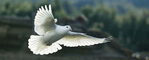 Dove Symbolism Dreams And Messages Spirit Animal Totems