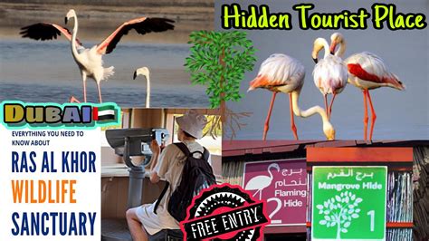 Tourist Place In Dubai Flamingohide Wildlife Sanctuary Mangrove