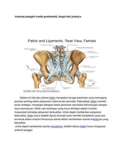 Anatomi Panggul Wanita Pembentuk Fungsi Dan Jenisnya Os Pelvis