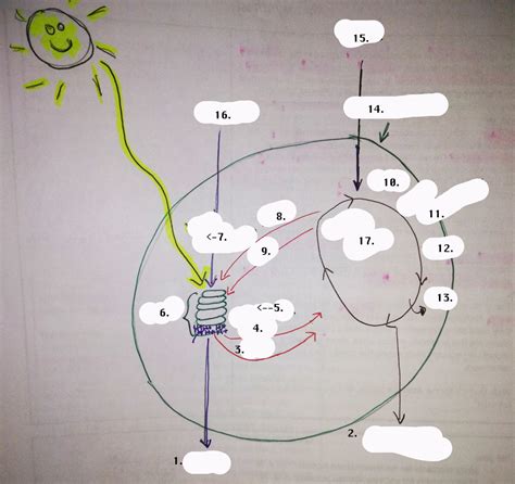 Biology Photosynthesis Sugar Process Quiz Diagram Quizlet