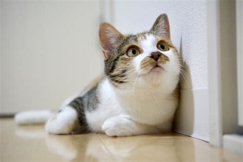 一人暮らしで猫を飼う女性ならではのメリットとは詳しく紹介 知ttoko