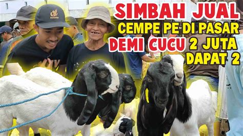 CEMPE ETAWA HARGA 1 JUTA HASIL PERANAKAN SENDIRI PASAR KAMBING