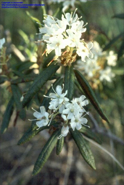 Plantfiles Pictures Rhododendron Species Labrador Tea Marsh Tea