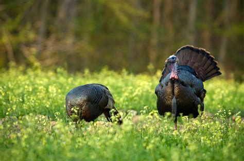 What Do Wild Turkeys Eat? | Outdoor Life