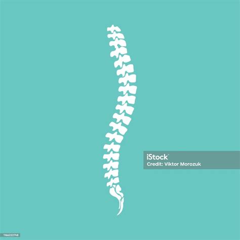 Vector Menselijke Wervelkolom Pictogram Geïsoleerd Silhouet