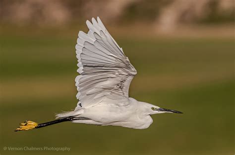 Vernon Chalmers Photography: Birds in Flight with Canon EF 100-400mm f ...