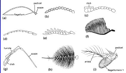 Bio 344 Sect 1 External Anatomy Antennae Types Diagram Quizlet