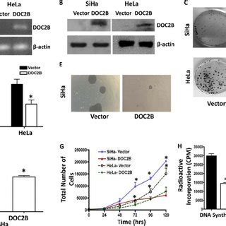 Effect Of Ectopic Expression Of DOC2B On Cell Growth And Proliferation