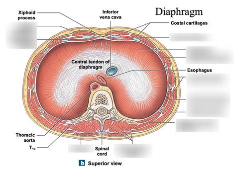 Ch 10 Diagram Quizlet