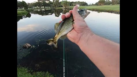 Pond Hopping For Largemouth Bass Youtube