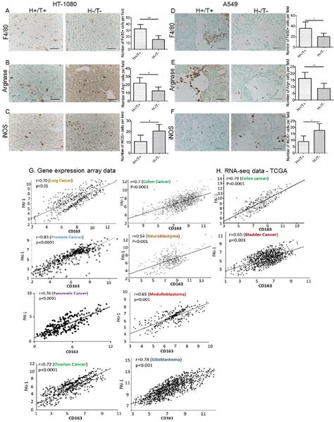 Figure From Plasminogen Activator Inhibitor Promotes The