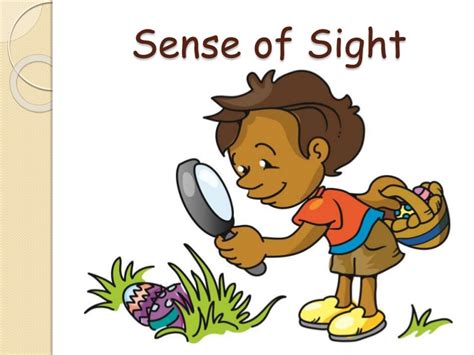 Sense Of Sight 1st Grade Quiz Quizizz
