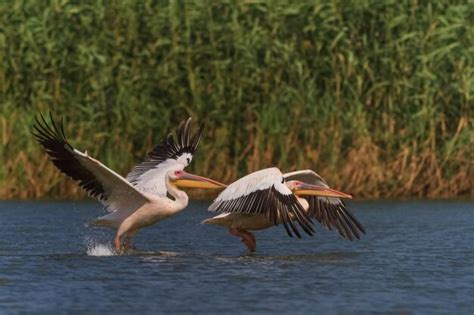 Pel Canos Blancos Pelecanus Onocrotalus Foto Premium