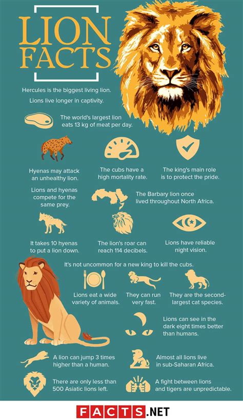 Lion Facts Awesome Facts About The African Lion