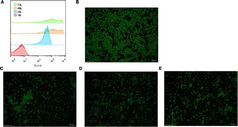 Frontiers Spatial And Temporal Persistence Of Fluorescent