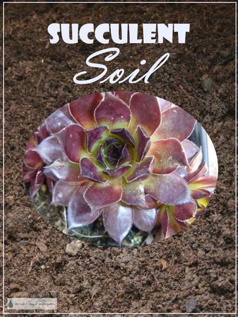 Rosette Succulent Types Identification Infographic Artofit