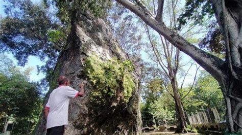 Cagar Alam Gunung Gamping Jadi Bagian Penting Dalam Sejarah Berdirinya